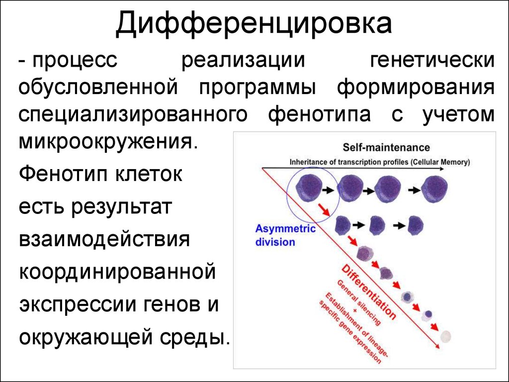 Дифференцировка клеток презентация