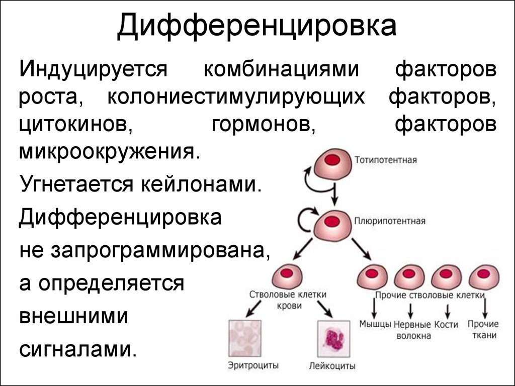 Гены онтогенеза. Стволовая клетка схема дифференцировки. Дифференцировка, рост и размножение клеток.. Дифференциация клеток это кратко. Дифференцировка клеток схема 10 класс.