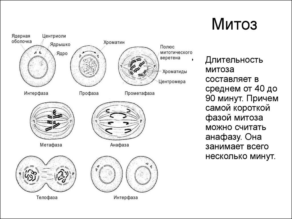 Установите последовательность стадий деления клетки. Фазы митоза схема. Схема непрямого деления клетки митоз. Схема митоза с подписями. Фазы митоза схематическое изображение.