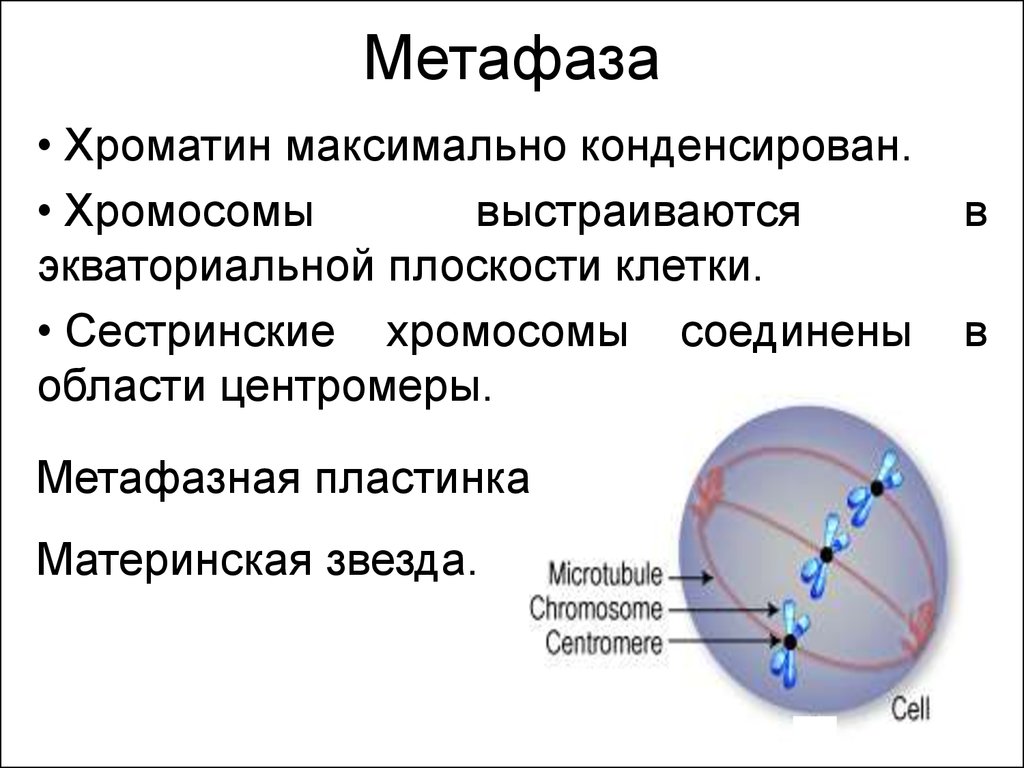 Хромосомы в экваториальной плоскости. Метафаза материнская звезда. Метафазная пластинка в митозе. Метафаза ДНК хромосомы. Метафаза функции.