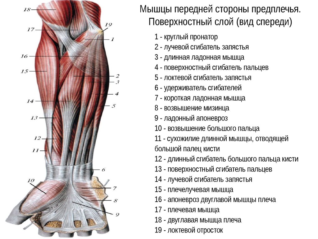 Локтевой сустав мышцы и сухожилия. Поверхностные мышцы предплечья вид спереди. Мышцы сгибатели предплечья. Мышцы сгибатели верхней конечности. Сгибатели предплечья мышцы анатомия.