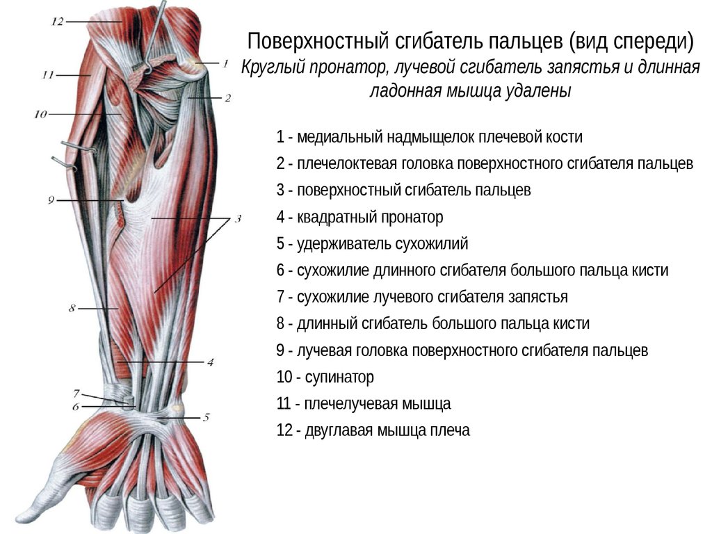 Сгибатель латынь. Мышцы сгибатели предплечья. Поверхностный сгибатель пальцев мышца анатомия. Глубокие мышцы верхних конечностей вид спереди. Сгибатели предплечья мышцы анатомия.