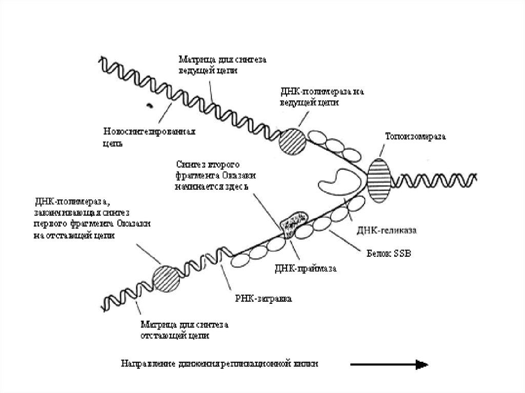 Матричный синтез белка. Матрица ДНК. Матрица репликации ДНК. Реализация ДНК. ДНК является матрицей для.