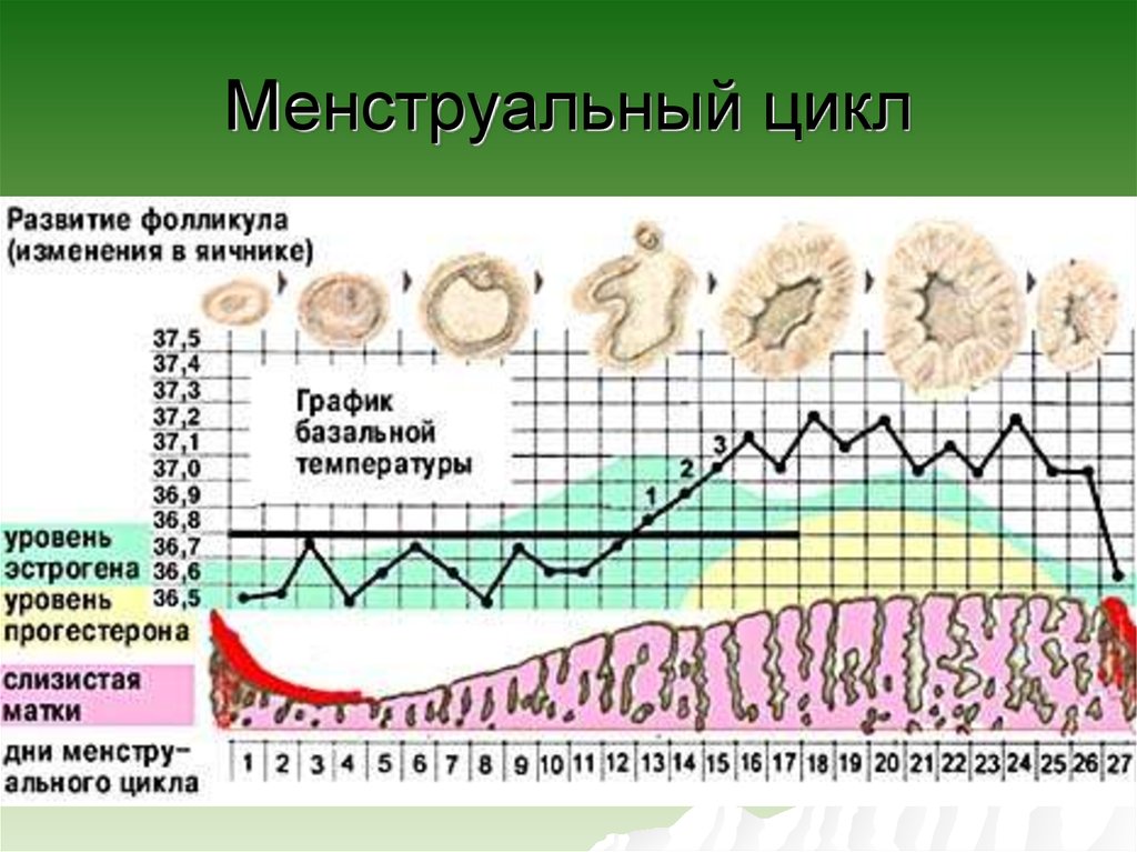 Овуляция вес увеличивается. График базальной температуры менструационного цикла. Базальная температура менструационного цикла. Диаграмма менструационного цикла. Температурный график менструального цикла.