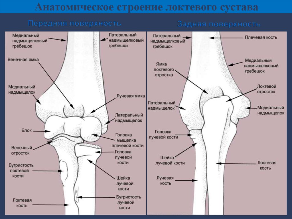 Локтевой сустав схема