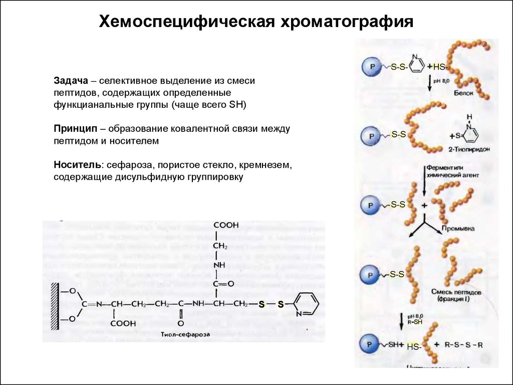 Молекула содержащая пептидные связи