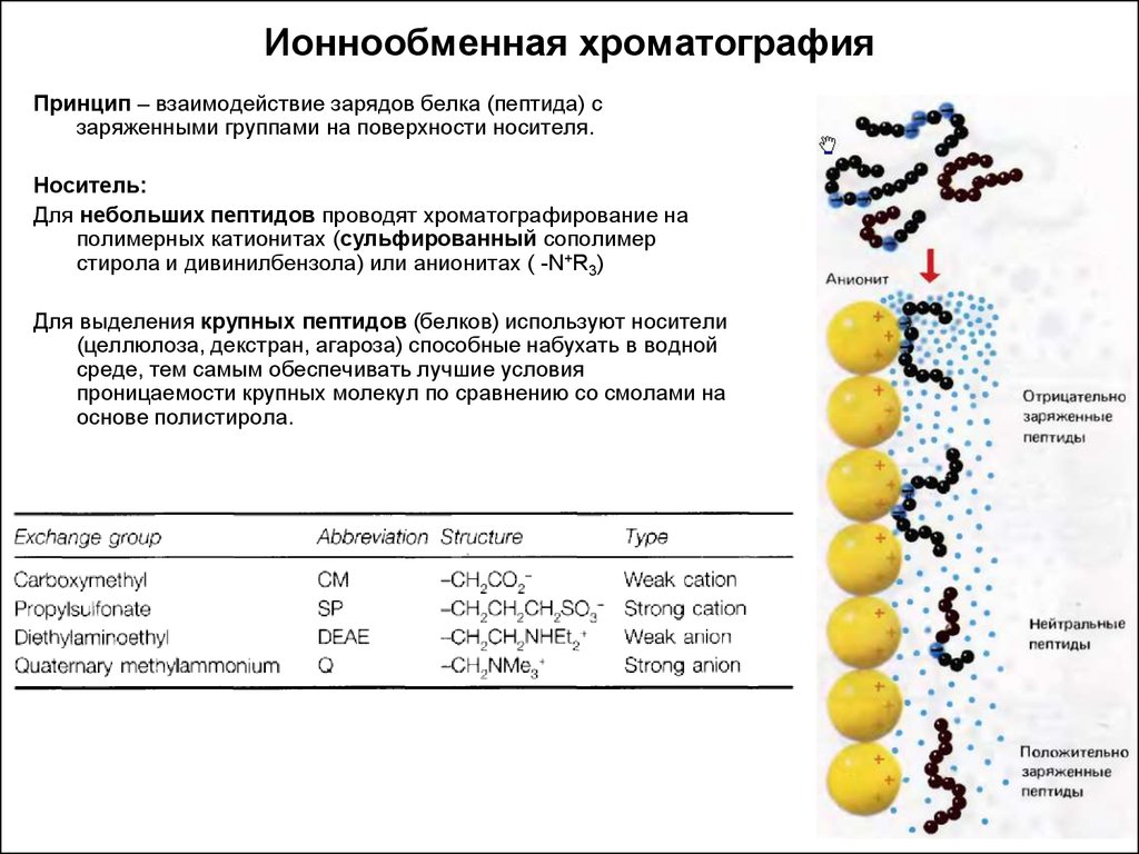 Отличие белков. Ионообменная хроматография белков. Хроматографические методы разделения белков. Разделение белков хроматографией. Хроматографический метод разделения белков.