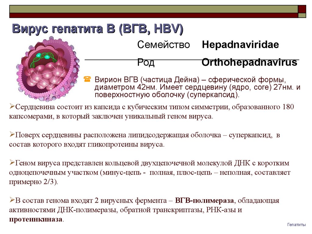 Вирус гепатита в схема