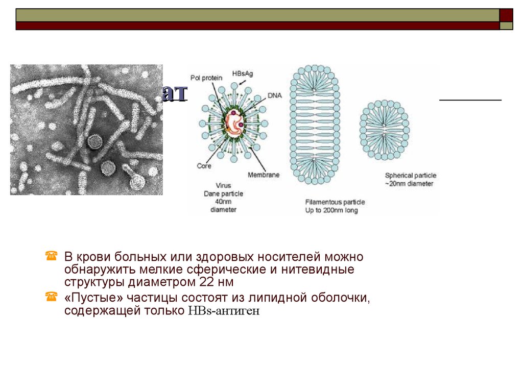 Гепатит описание вируса. ВГВ вирус строение. Строение вируса гепатита б. Вирус гепатита b микробиология. Вирусные гепатиты Вирионы.