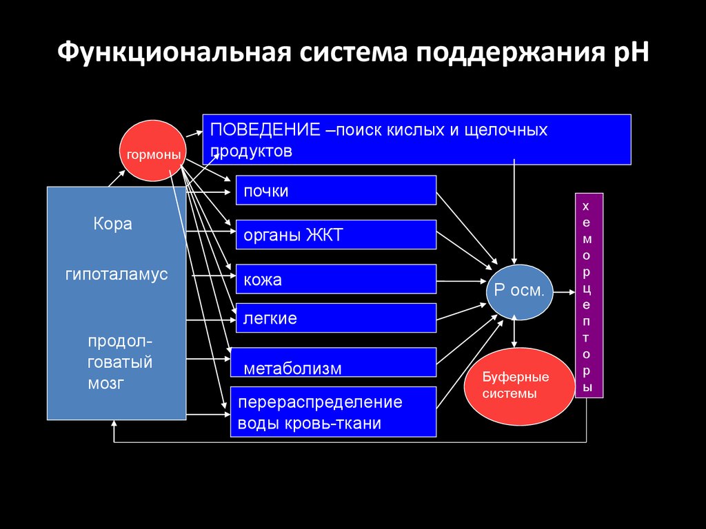 Схема функциональной системы обеспечивающей оптимальный уровень осмотического давления