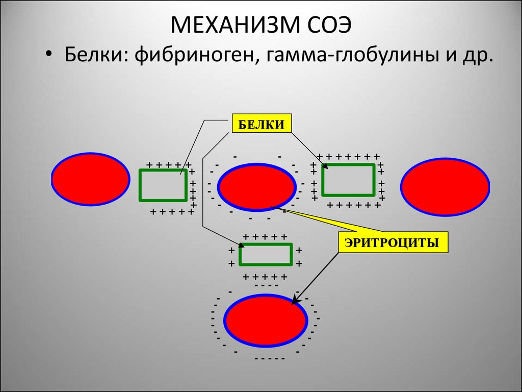 Фибриноген соэ. Скорость оседания эритроцитов механизм. Биофизические механизмы оседания эритроцитов. Скорость оседания эритроцитов СОЭ механизм. Механизм повышения СОЭ.