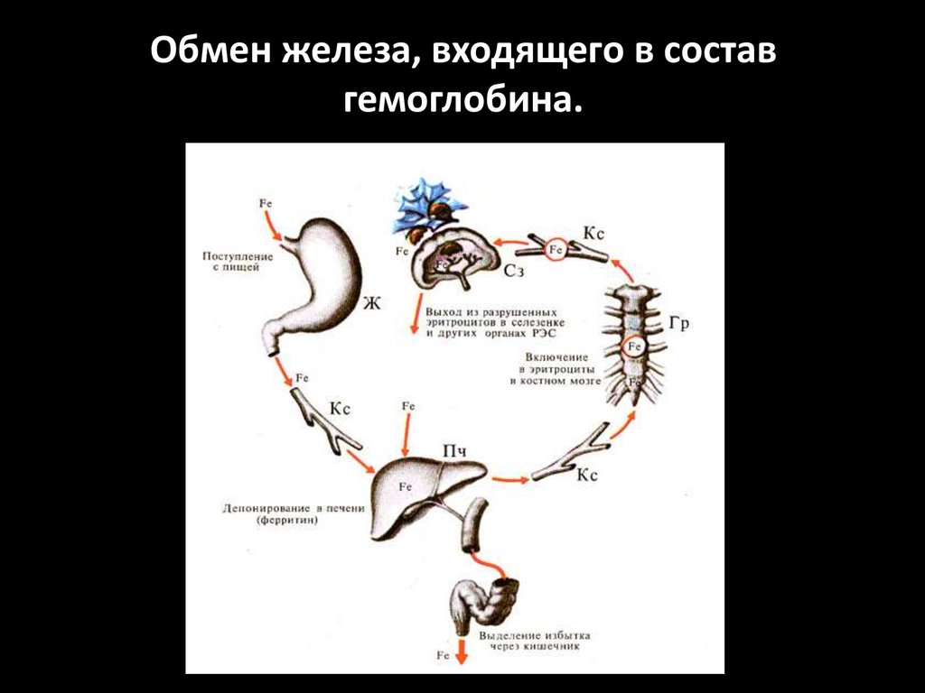 Обмен железы. Гемоглобин обмен железа. Железо входит в состав гемоглобина. Состав железа в гемоглобине. Железо входит в состав гемоглобина крови.