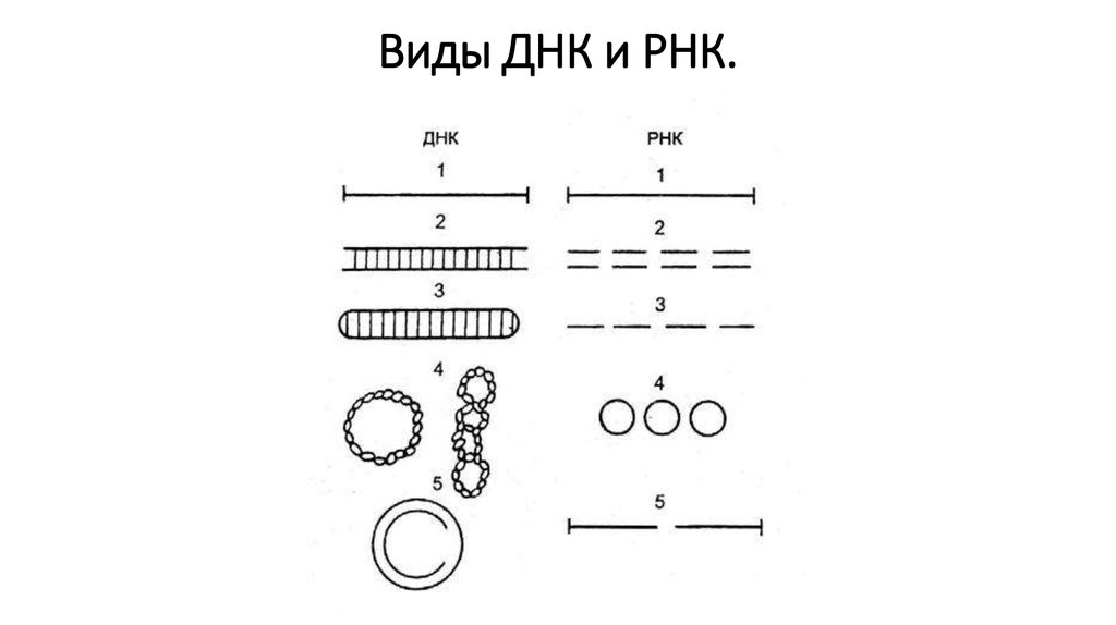 Виды днк и рнк