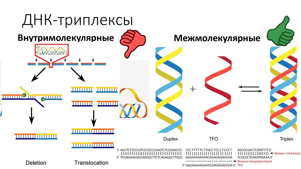 Образование днк