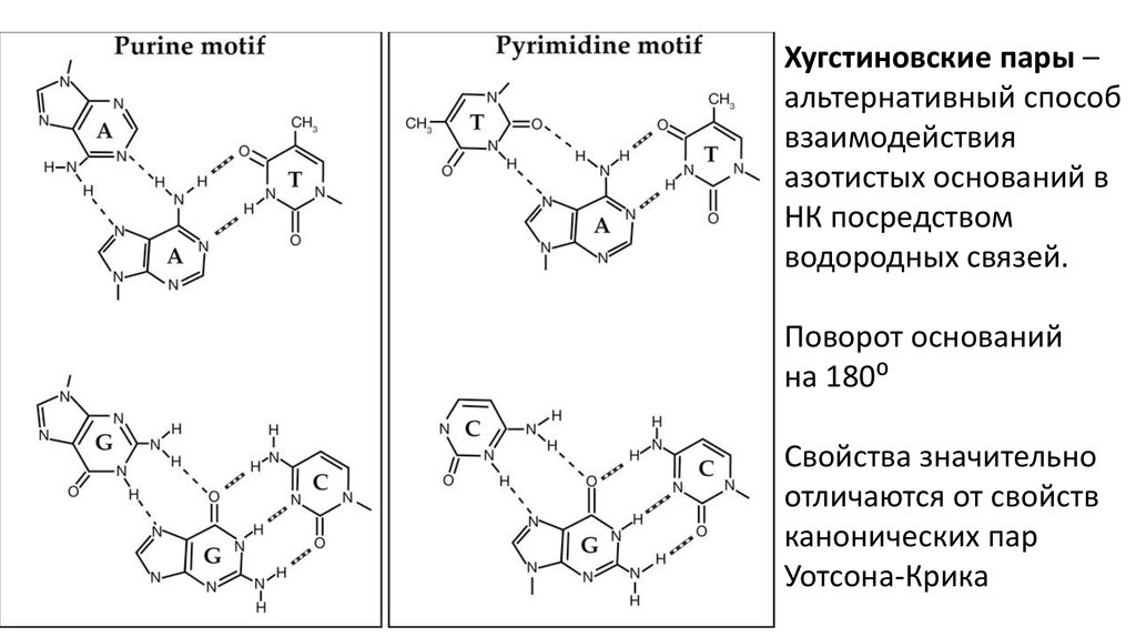 Направление цепи нуклеиновых кислот