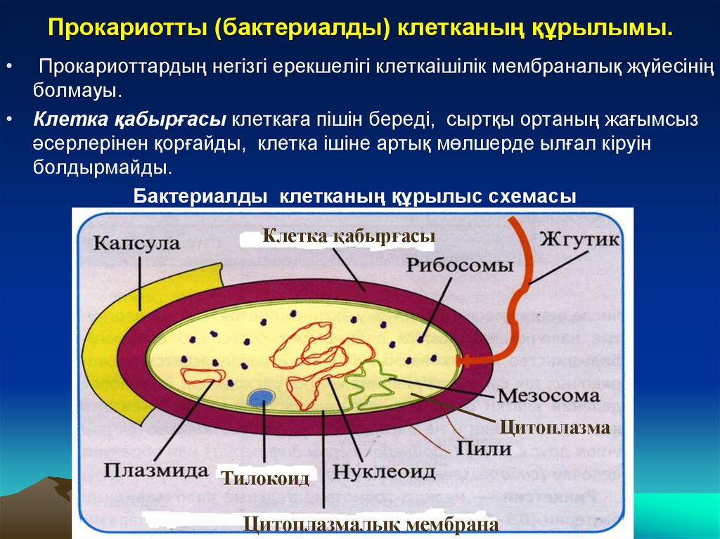 Клетки имеют ядро прокариоты эукариоты. Прокариоты презентация. Прокариот жасушасы. Прокариоттар бактериялар. Бактерии эукариоты.