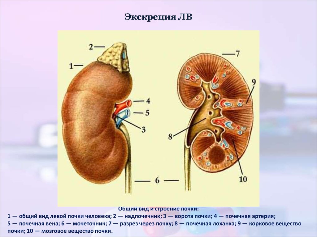 Почка анатомия. Строение почки ворота почки. Почечные ворота строение. Анатомическое строение почки человека. Почка в разрезе анатомия человека.