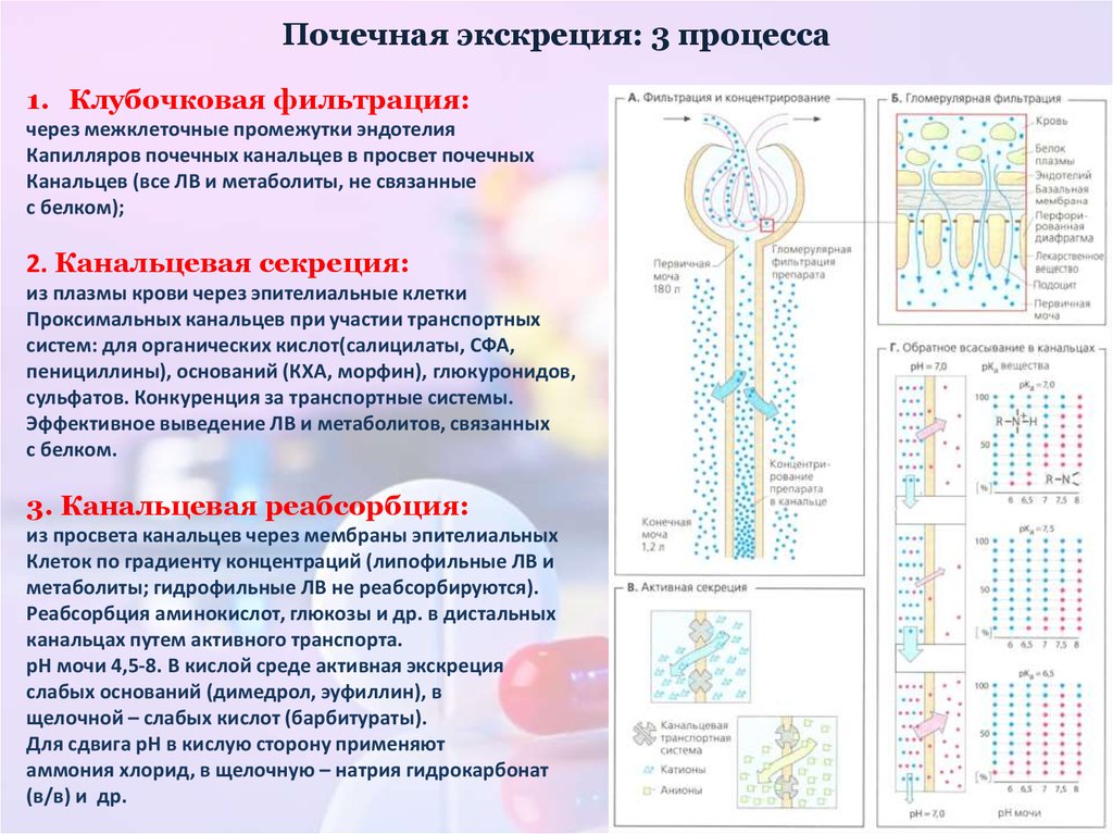 Абсорбция и реабсорбция образование мочи презентация 10 класс