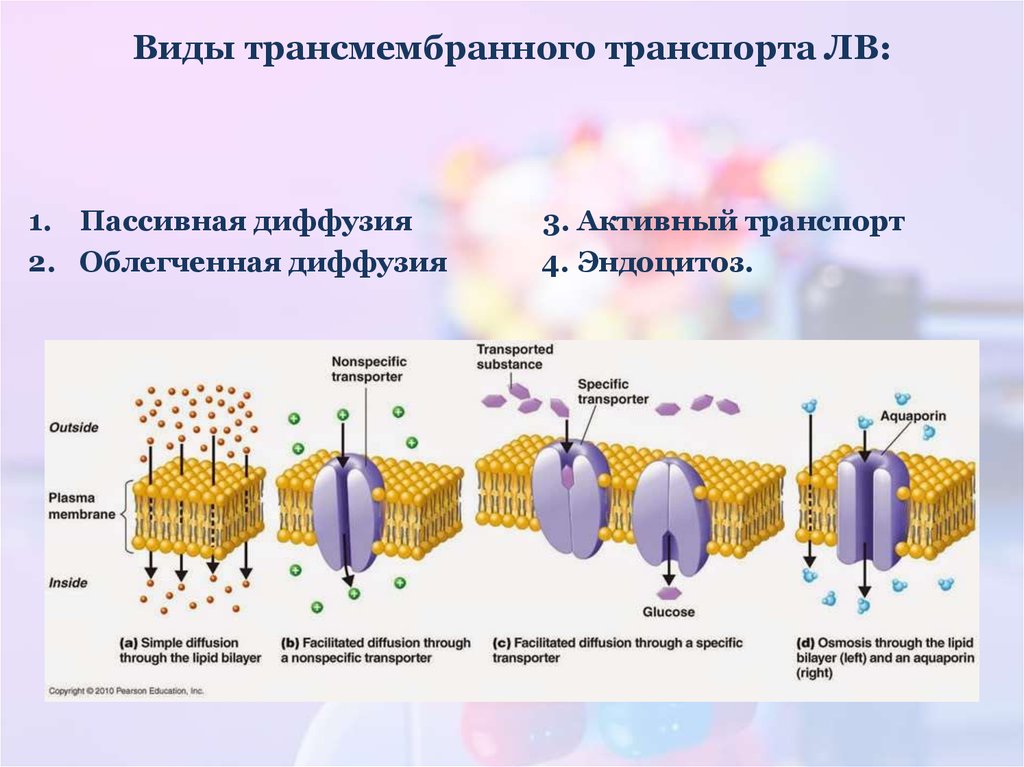 Мембрана клетки транспорт веществ