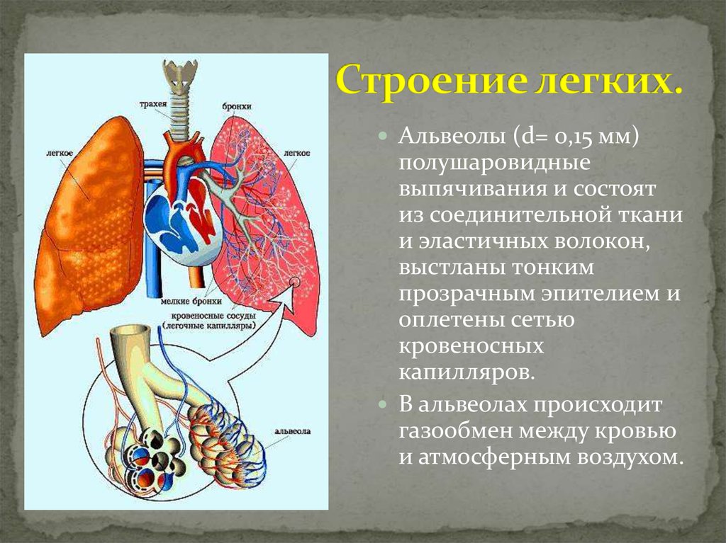 Легкие 8 класс кратко. Легкие анатомия человека строение. Структура легких. Сттроенип лёгких. Анатомическое строение легких.