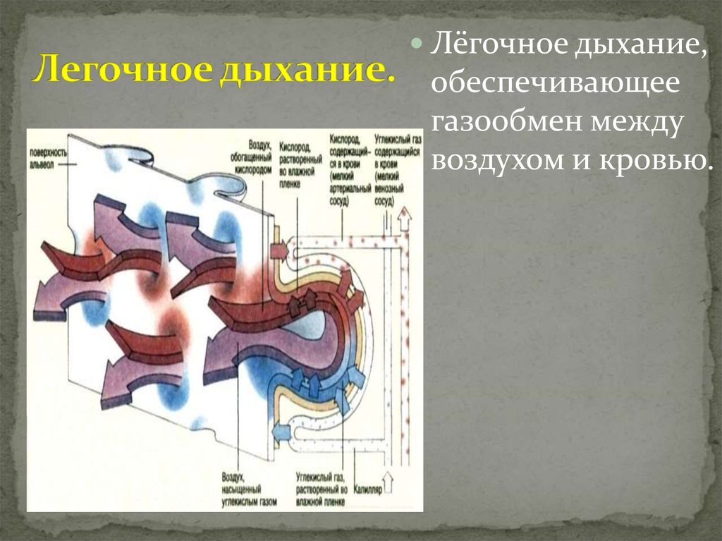 Механизм легочного дыхания. Легочное дыхание. Обеспечивает газообмен между кровью и воздухом. Легочное дыхание это газообмен между.