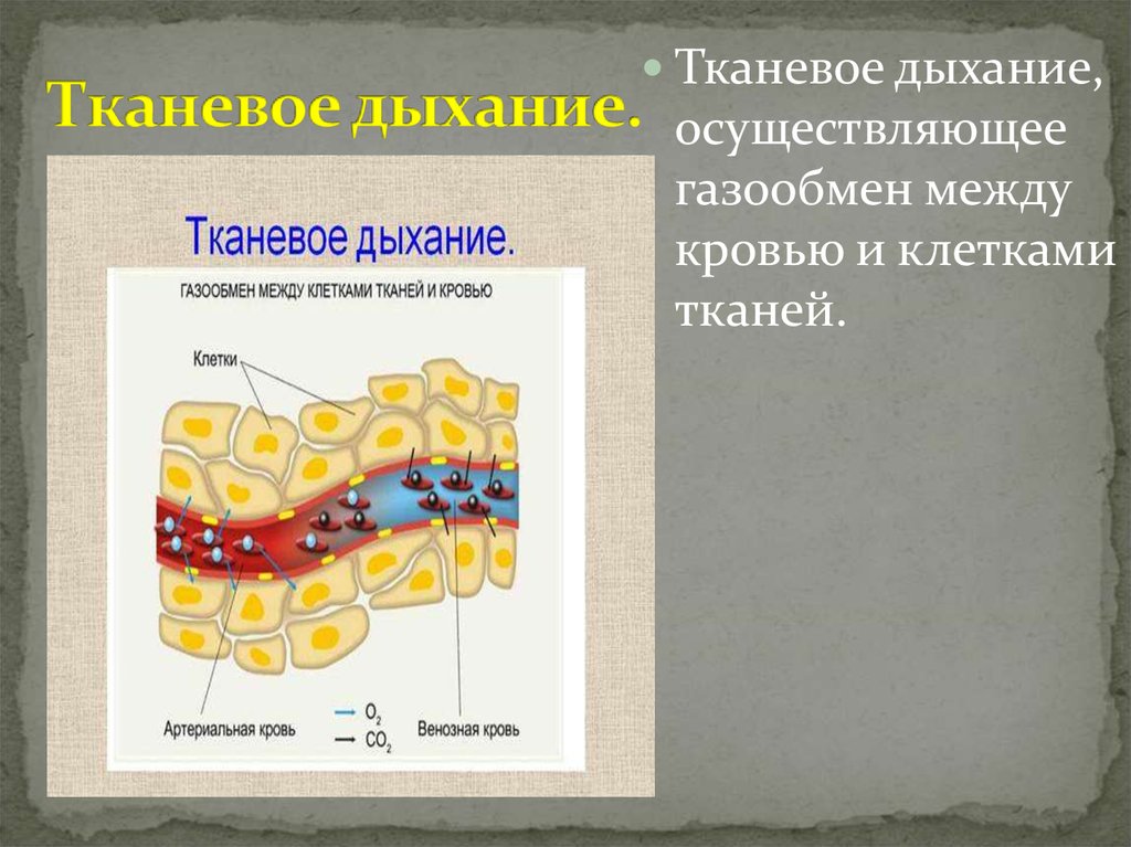 Схема тканевого дыхания