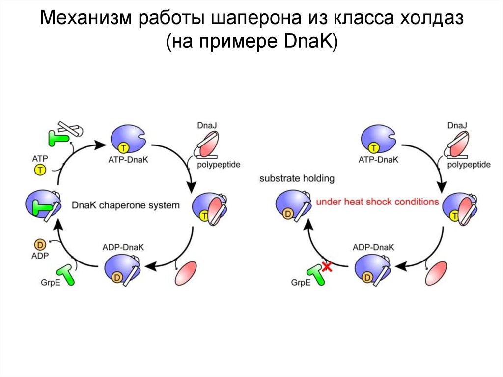 Механизм работы. Шапероны структура. Механизм действия шаперонов. Шапероны биохимия функции.