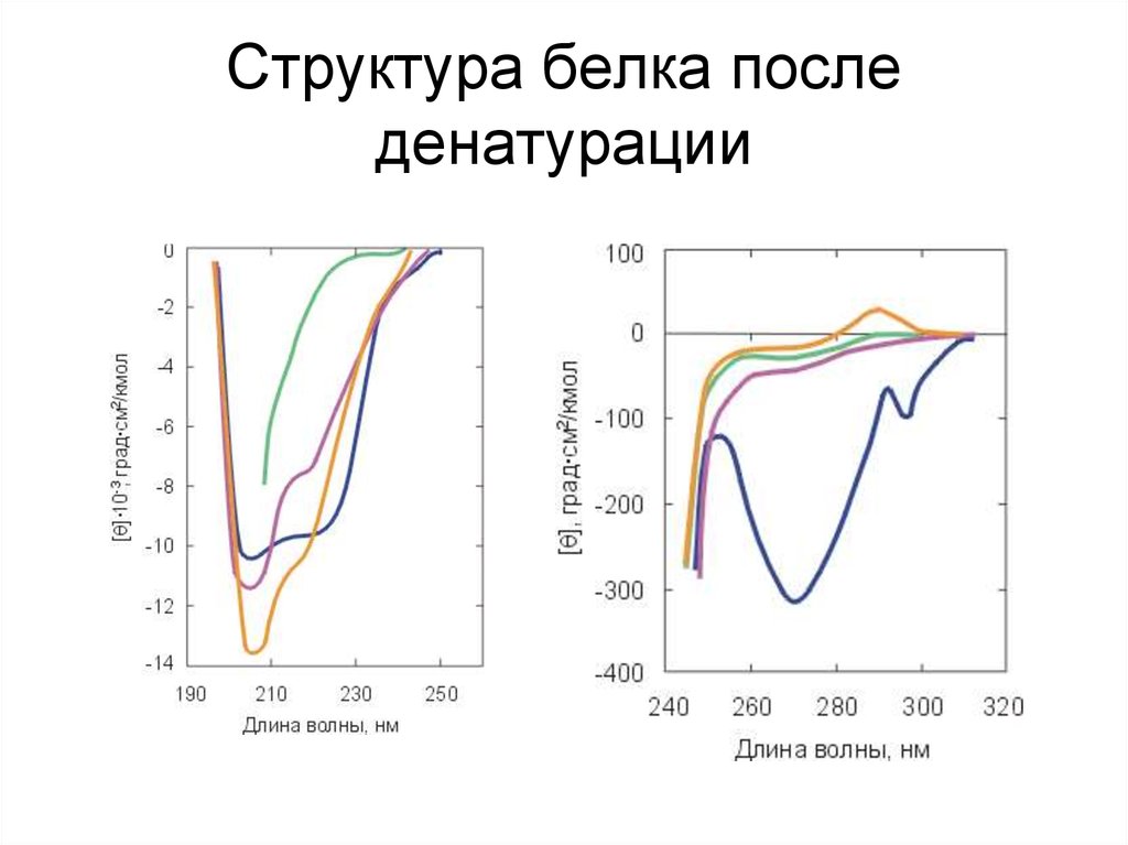 Структура белка после денатурации