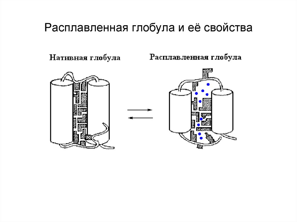 Глобула. Расправленная глобула. Расплавленная глобула. Нативная глобула расправленная глобула. Гипотеза расплавленной глобулы.