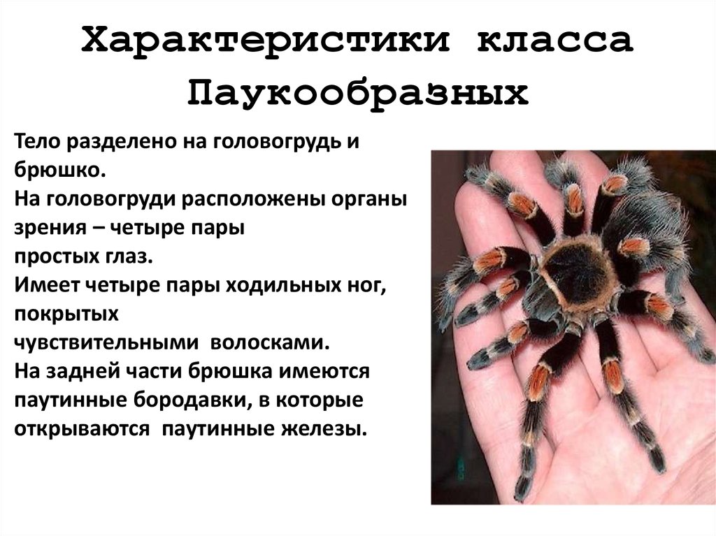 Признаки паукообразных животных