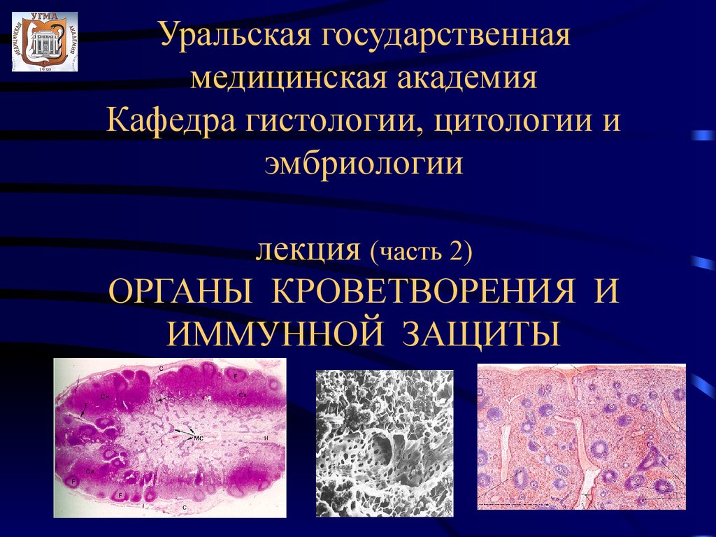 Иммунная система гистология презентация