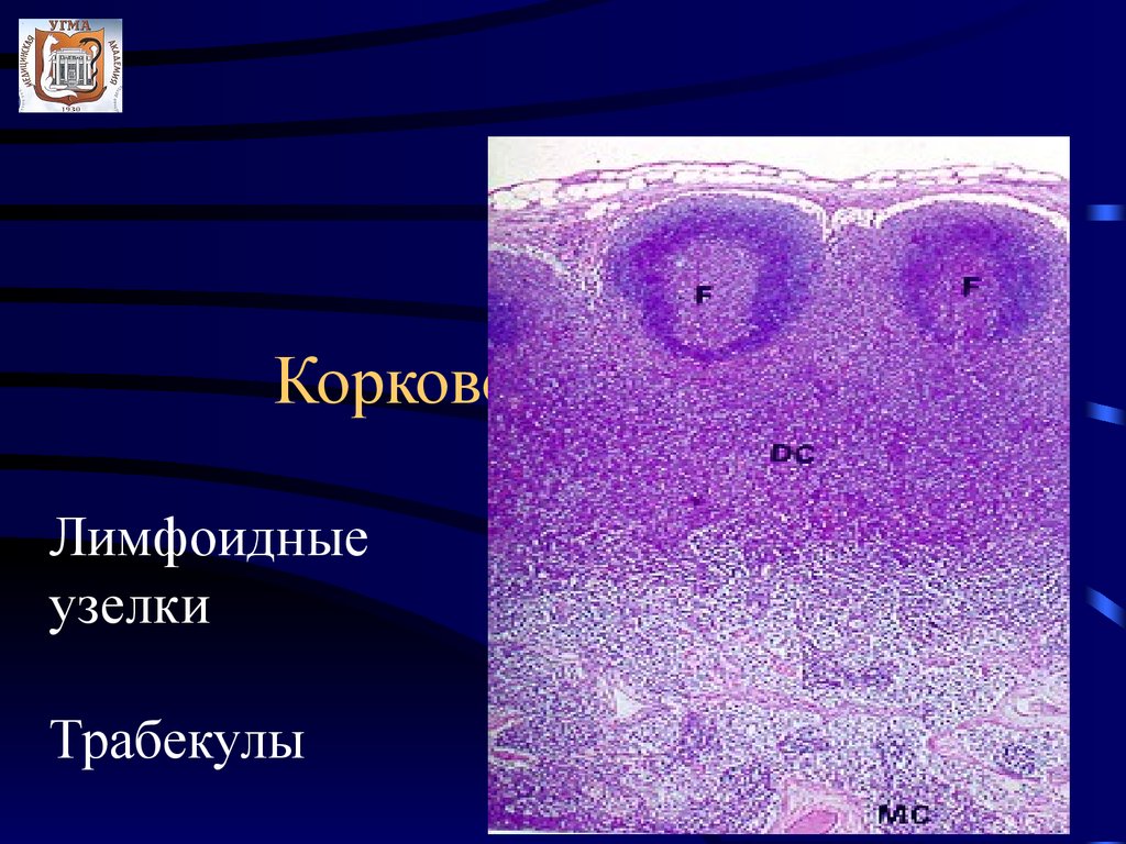 Органы кроветворения гистология презентация