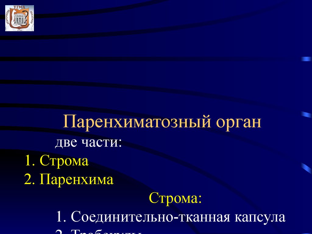 Строма органов образована. Строма паренхиматозных органов. Паренхиматозные органы. Строма органа это. Развитие паренхиматозных органов.