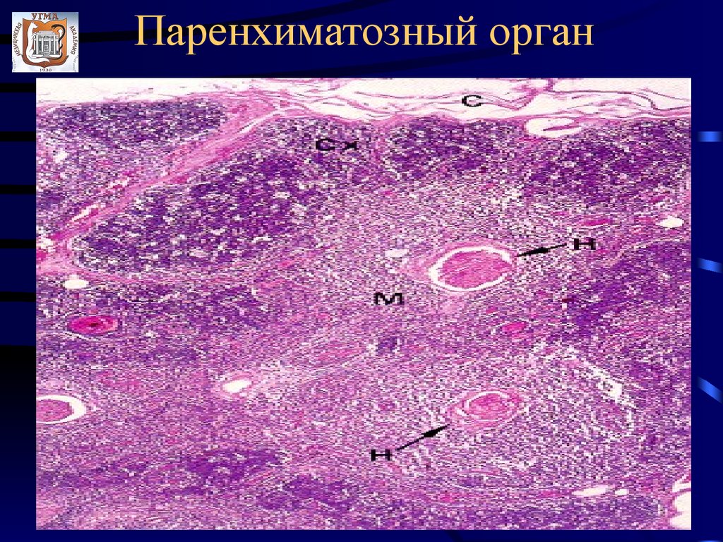 Паренхиматозные органы. Строма паренхиматозных органов. Паренхиматозные органы гистология. Тимус паренхиматозный орган.