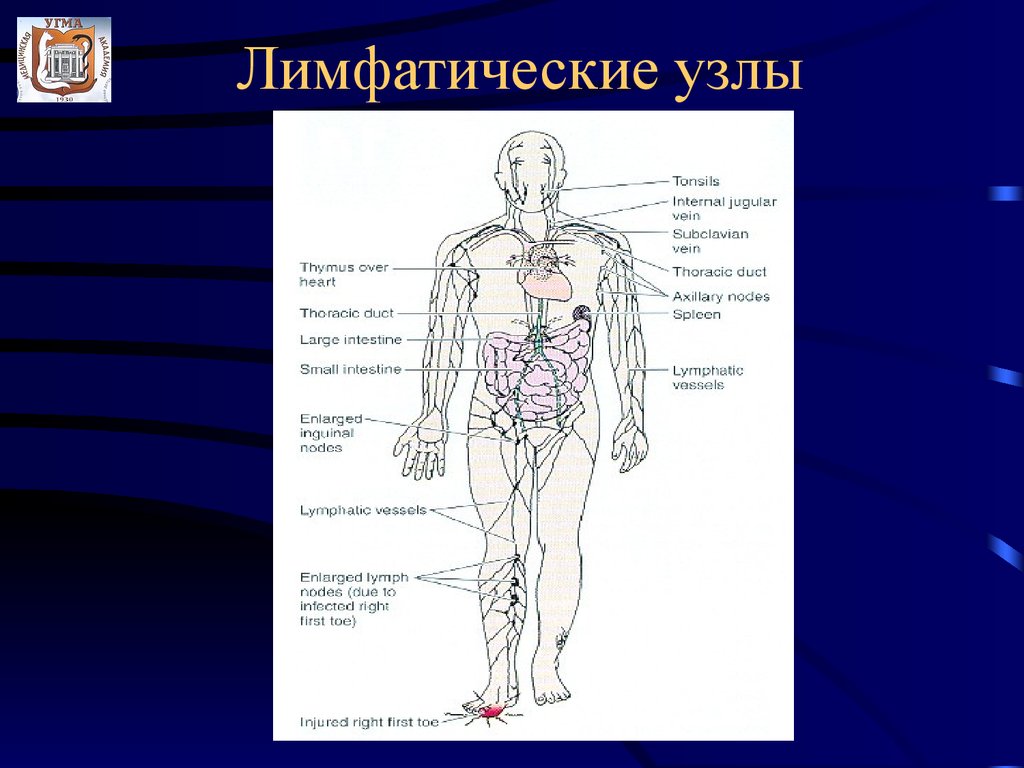 Лимфатические узлы пищеварительной системы