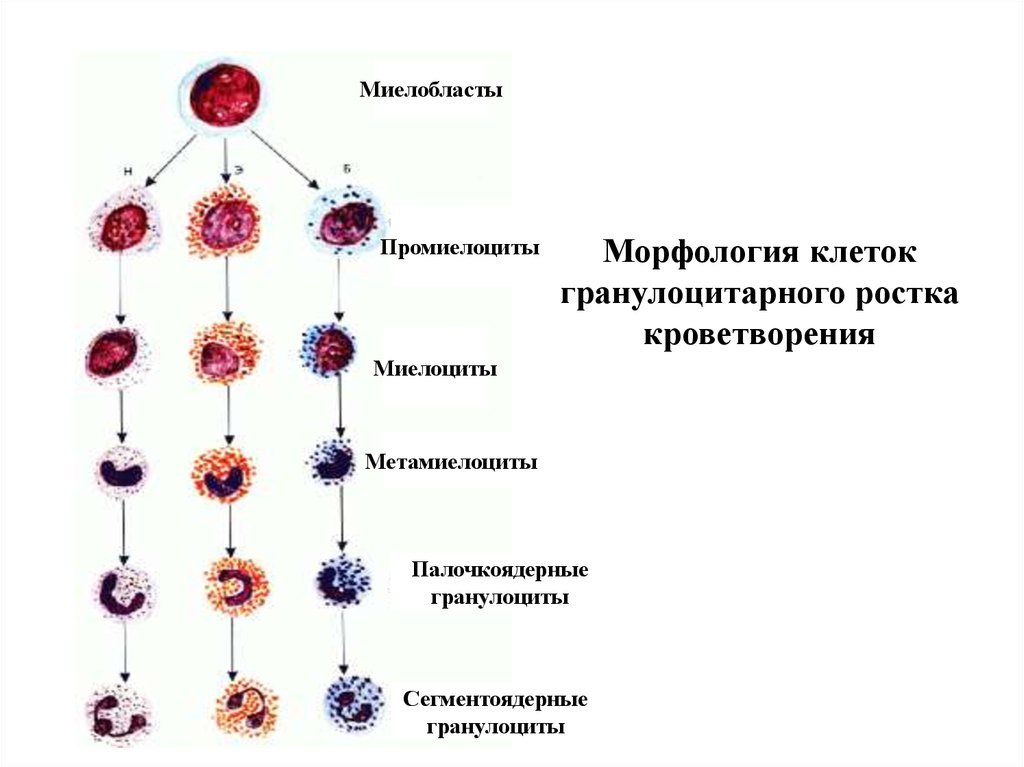 Образование клеток