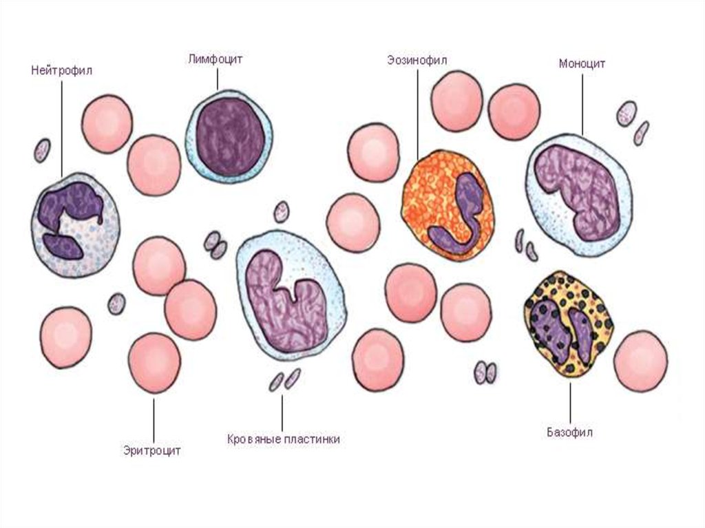 Виды лейкоцитов картинки