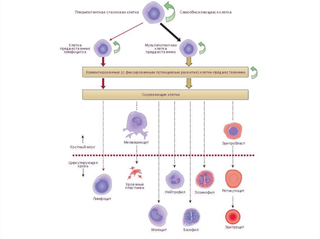 Стволовые клетки это. Плюрипотентные стволовые клетки. Гемопоэз лейкоцитов. Гемопоэз простая схема. Мультипотентная стволовая клетка.