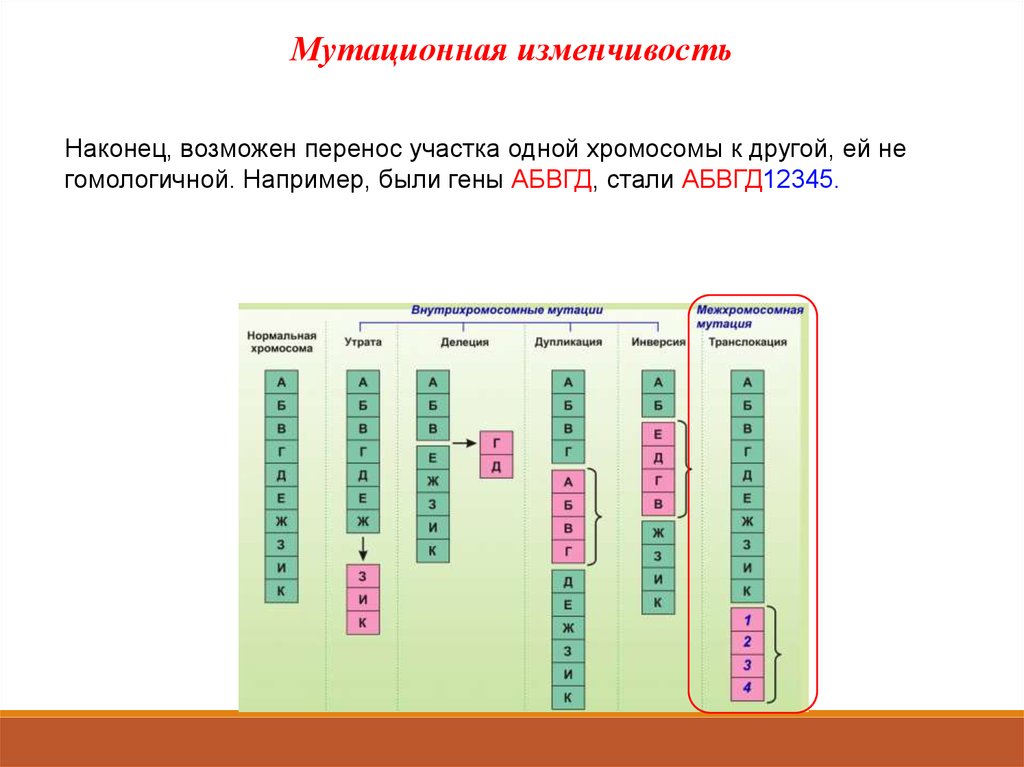 Участка перенос. Перемещение участка хромосомы на другую. Перенос участка хромосомы на другую хромосому…. Перенос участка хромосомы на негомологичную хромосому. Перенос участка хромосомы на другую хромосому, не гомологичную ей.