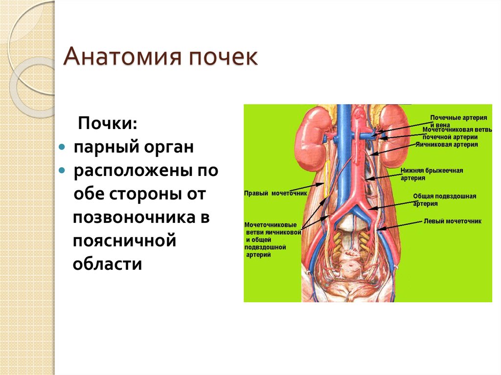 Доклад на тему почки