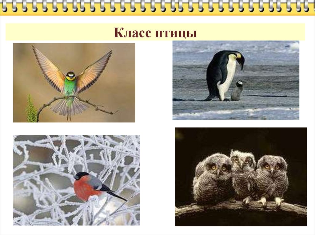 Птицы самый крупный класс по числу видов среди других. Среди наземных позвоночных класс птицы.