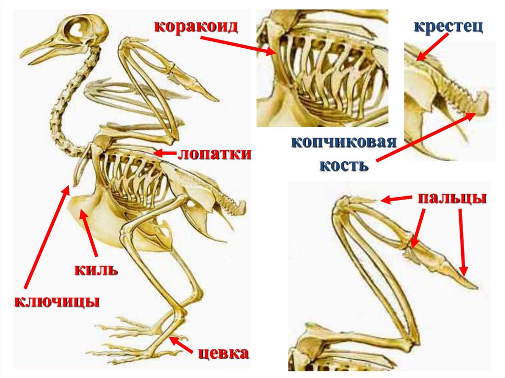 Вилочка у птиц это. Скелет птицы цевка. Кости пояса задних конечностей у птиц. Скелет птицы киль и цевка. Строение скелета цевка птиц.