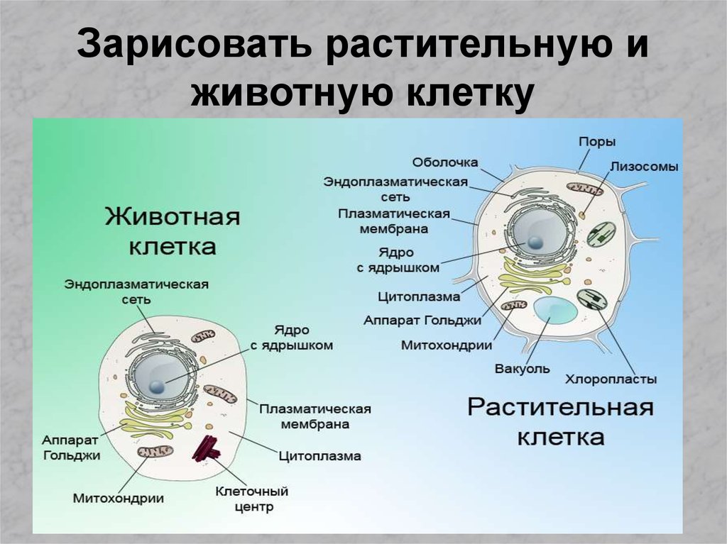 Лабораторная работа изучение клеток под микроскопом. Строение животной клетки 11 класс биология. Строение растительной и животной клетки 9 класс биология. Структура клетки анатомия. Ядро в животной клетке это органоид.