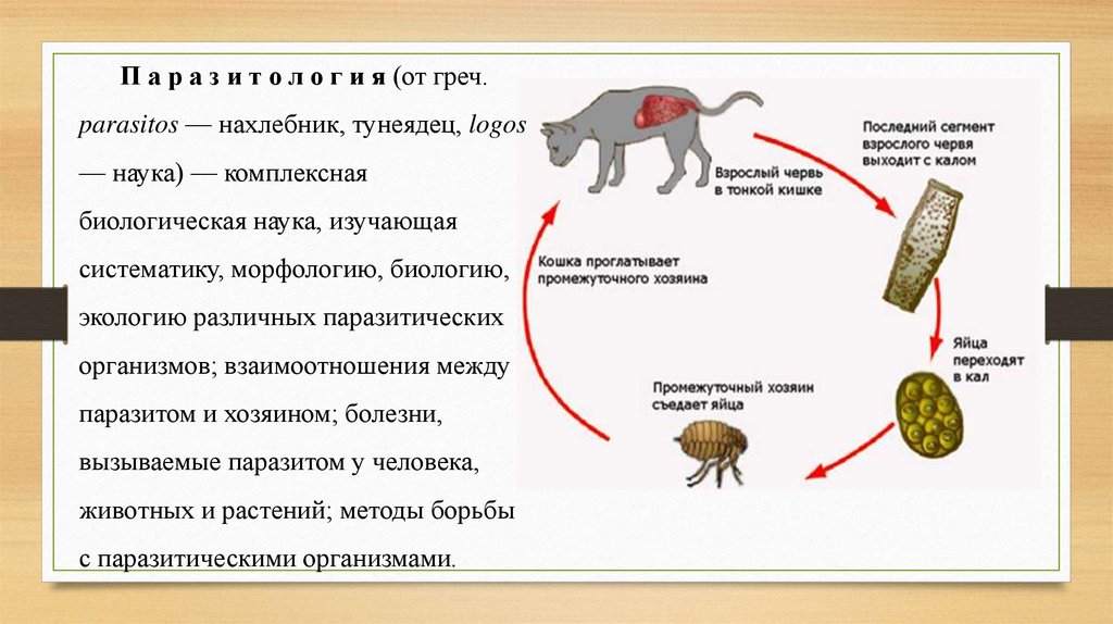 Блохи презентация паразитология