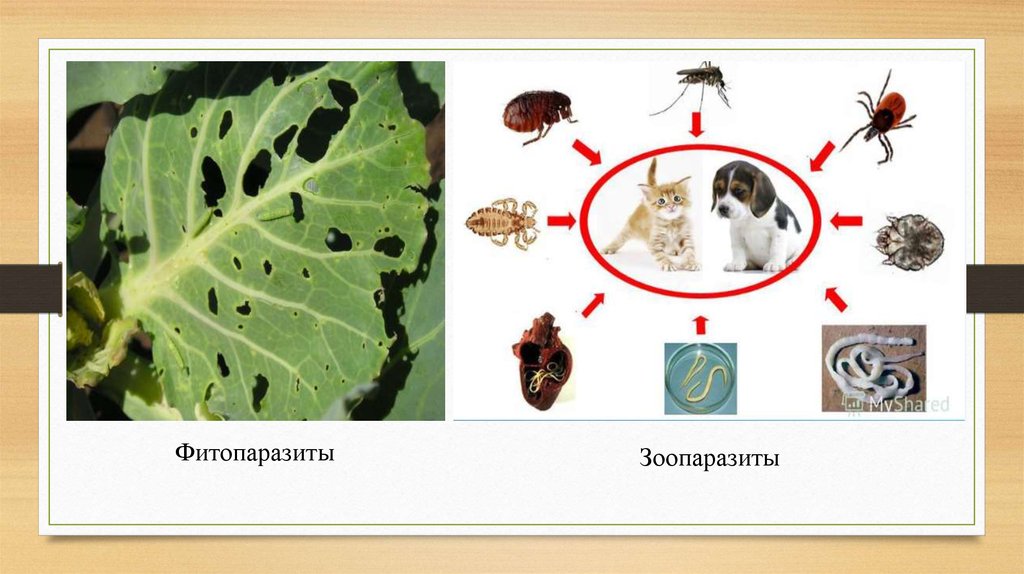 Паразитология клещи презентация