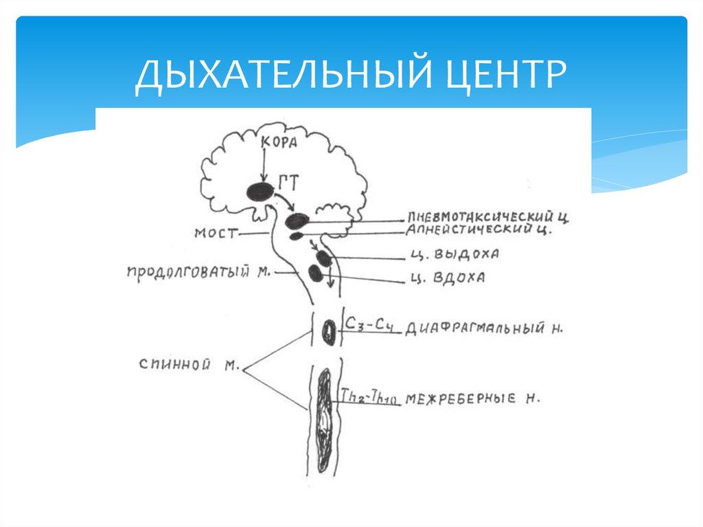 Нарушение дыхательного центра. Строение дыхательного центра схема. Работа нейронов дыхательного центра схема. Схема функциональной организации дыхательного центра. Схему «взаимоотношений» компонентов дыхательного центра.