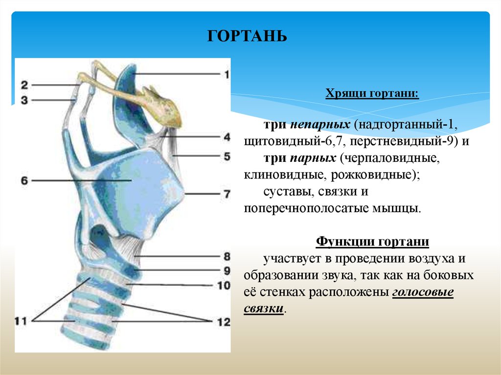 Основные хрящи гортани схема