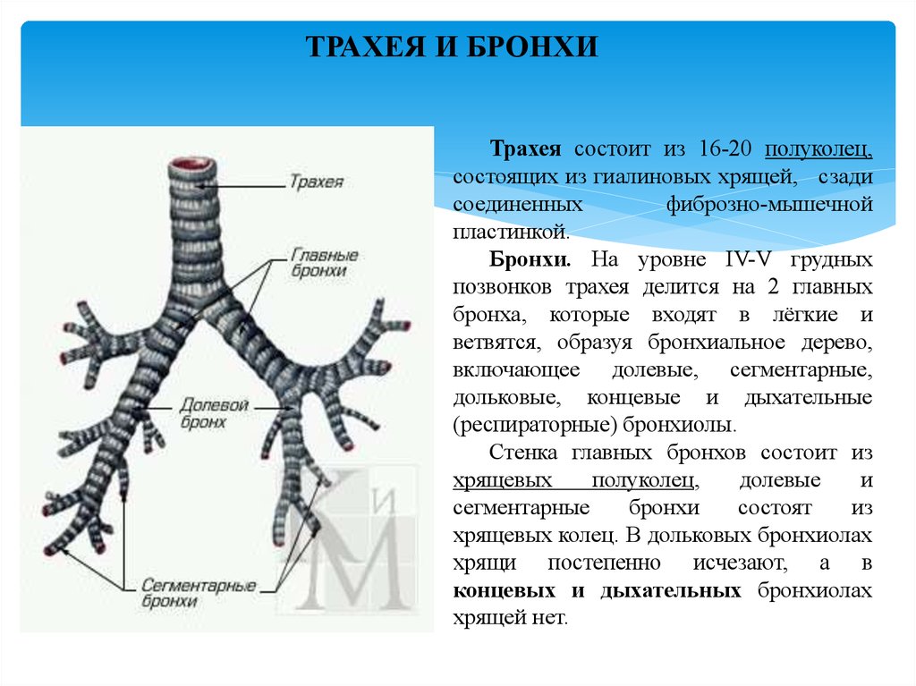 Дыхательная система человека фото