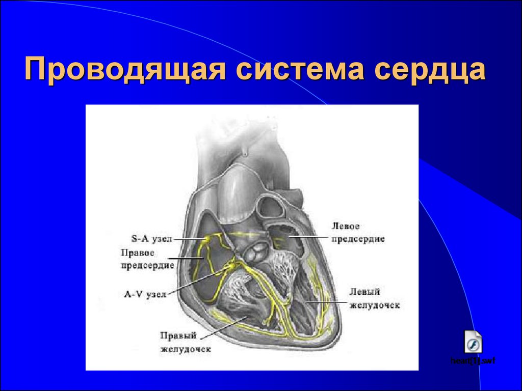 Система сердца. Узлы сердца. Узлы в сердце названия. Са узел сердца. Система сердца + презентация.