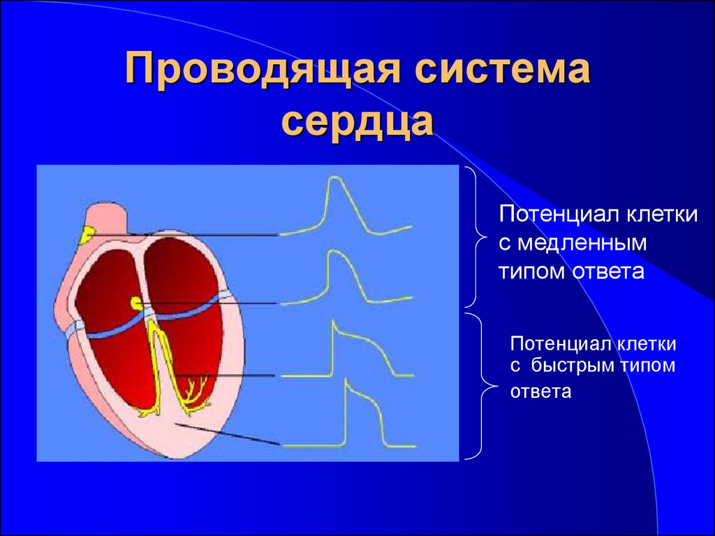 Тест сердечная система. Проводящая система сердца. Проводящая система сердца это система. Проводящая система сердца клетки. Зарисовать проводящую систему сердца.